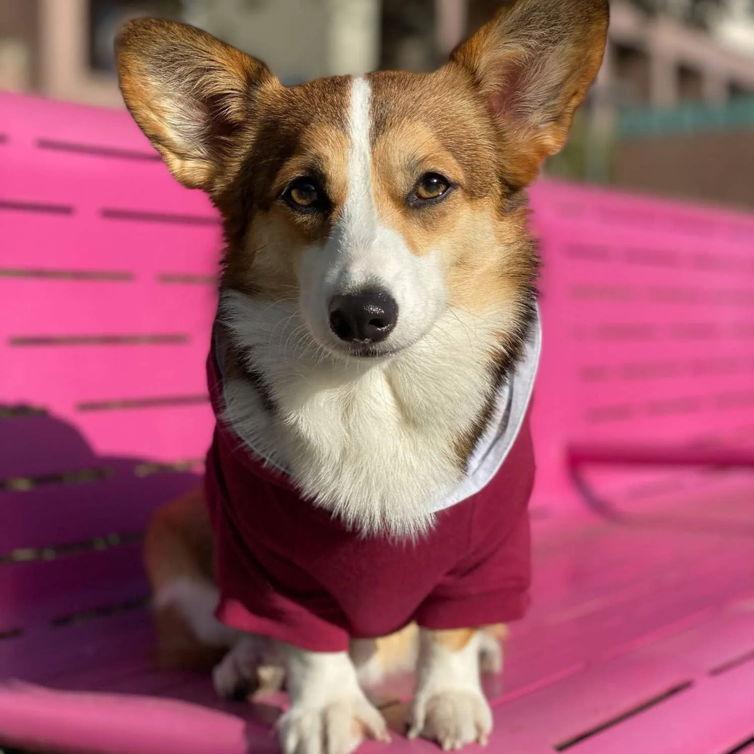 DJANGO Fully Lined Hoodie for Dog - Soft, Stretchy, and Cozy Sweatshirts for Dogs - Burgundy Red Winter Dog Sweaters for Dachshunds and Small Dogs - Warm Dog Hoodie X-Small with Elastic Waistband