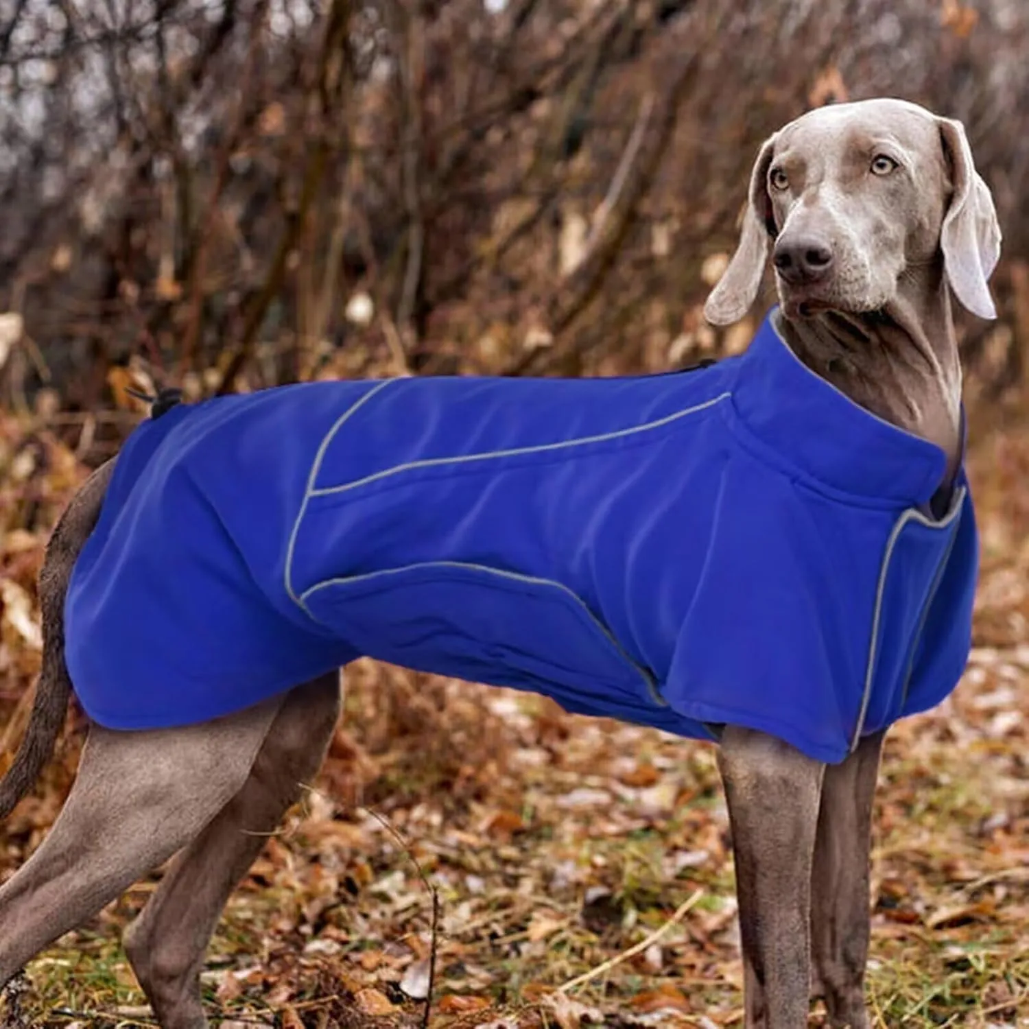 MIGOHI XXL Dog Jacket - Waterproof Winter Coat for Boys & Girls - Blue, Perfect for Golden Retriever & Weimaraner, Hiking & Camping